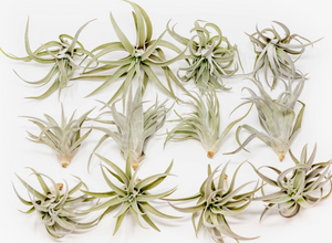 Tillandsia Harrisii