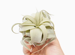 Seedling Tillandsia Xerographica Air Plants