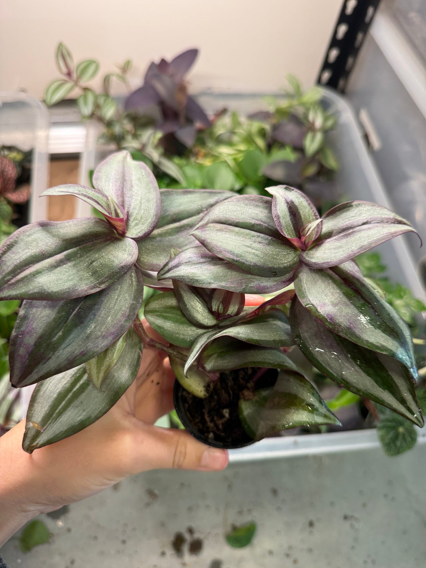 Mini Tradescantia (2” Pot) | 4 Varieties Available | Terrarium Plant