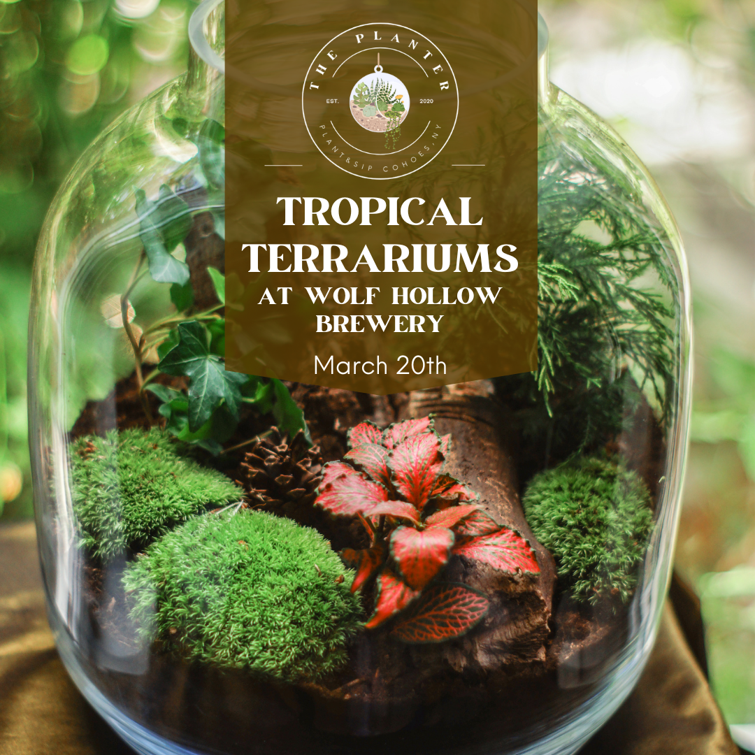 Tropical Terrarium Workshop at Wolf Hollow Brewery