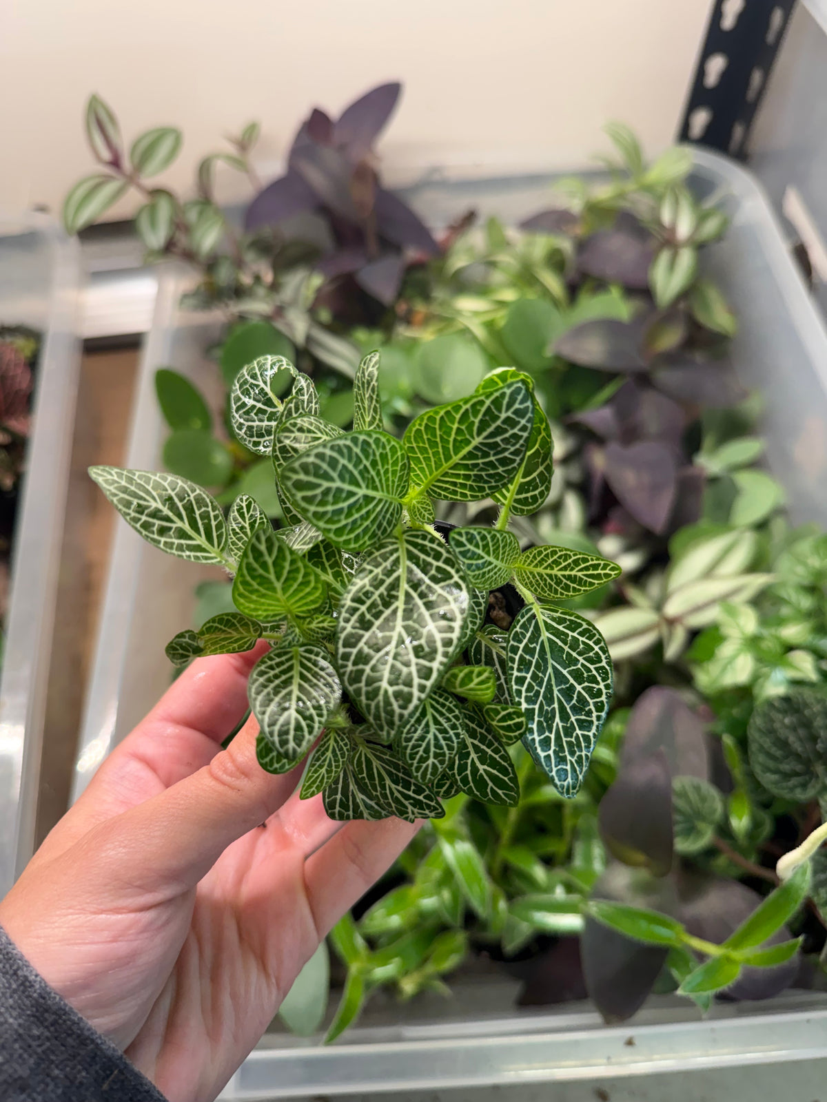 Mini Fittonia (2” Pot) | Nerve Plant | 2 Varieties Available | Terrarium Must-Have