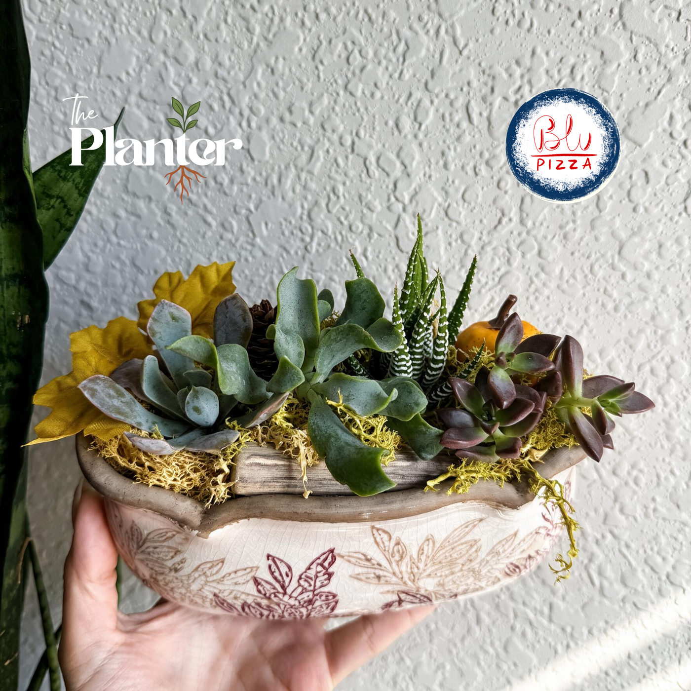 Fall Plant & Sip: Succulent Arrangement Workshop | Blue Pizza at City Beer Hall, Albany NY