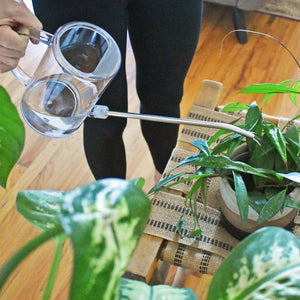 Instant Plant Food - Simply the Best Houseplant Watering Can