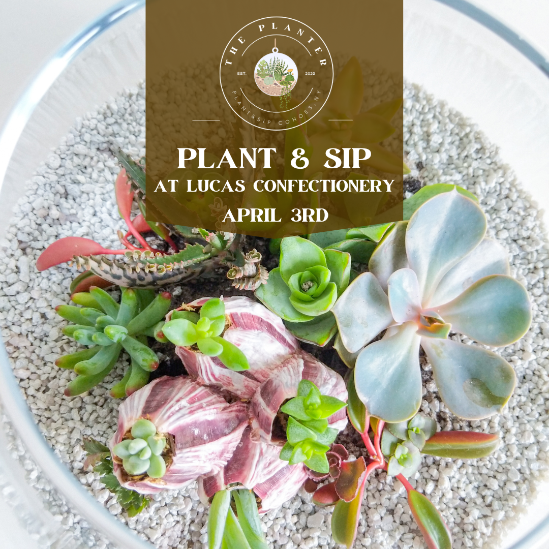 Plant & Sip - Lucas Confectionery April 3rd