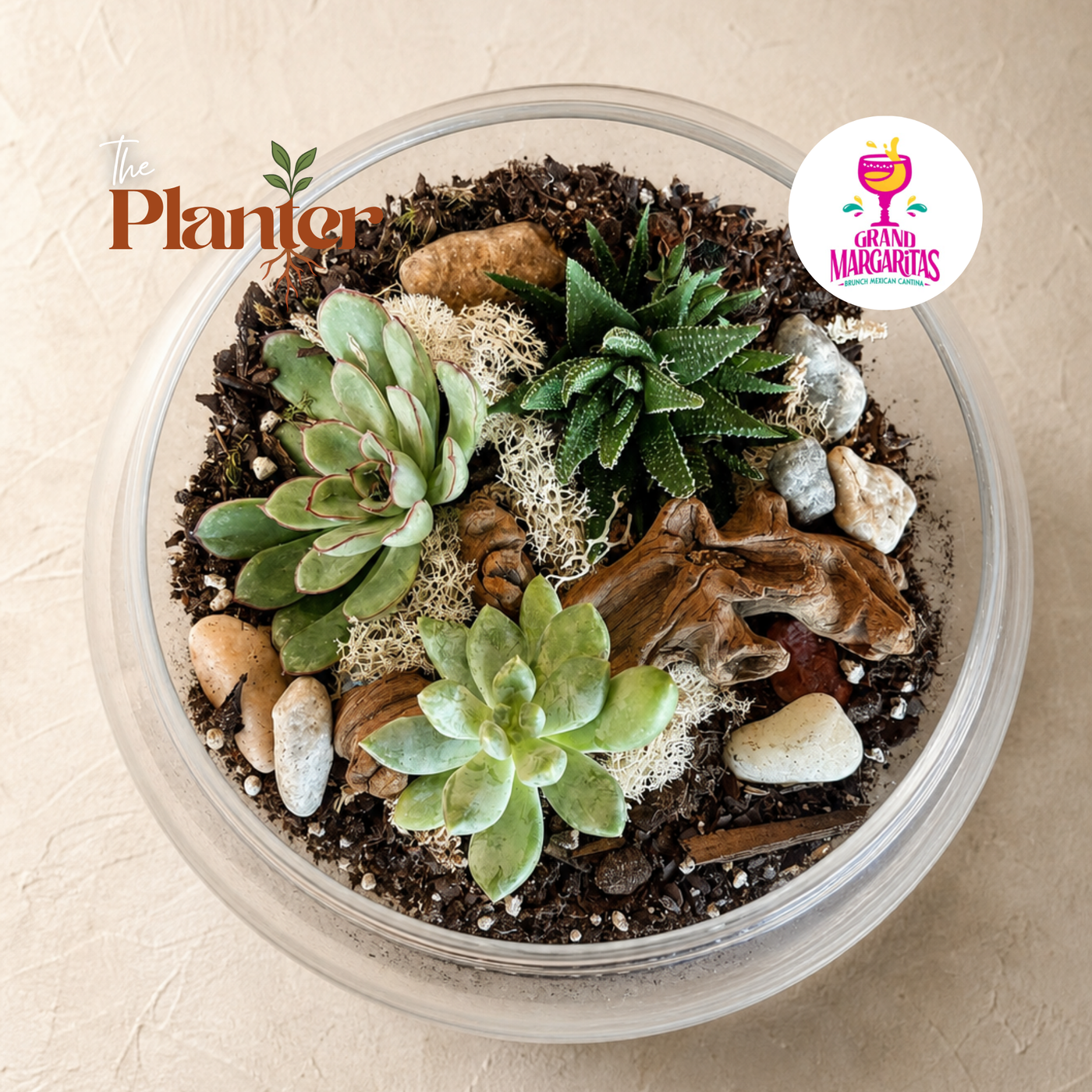 Fall Plant & Sip: Succulent Terrarium Workshop | Grand Margaritas,East Greenbush NY