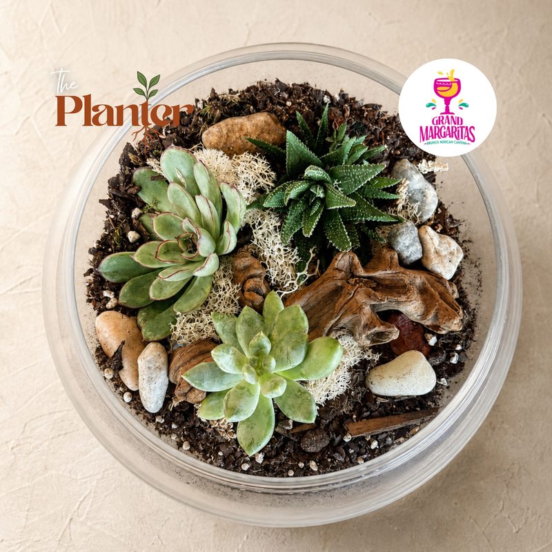 Fall Plant & Sip: Succulent Terrarium Workshop | Grand Margaritas,East Greenbush NY