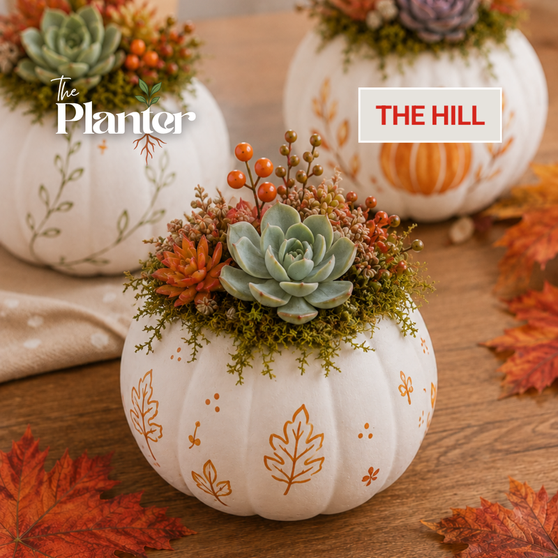 Paint & Plant: Ceramic Pumpkin Succulent Workshop | The Hill Beer & Wine Garden, Troy NY