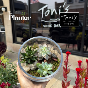 Fall Plant & Sip: Succulent Terrarium Workshop | Toni's Wine Bar, Schenectady NY