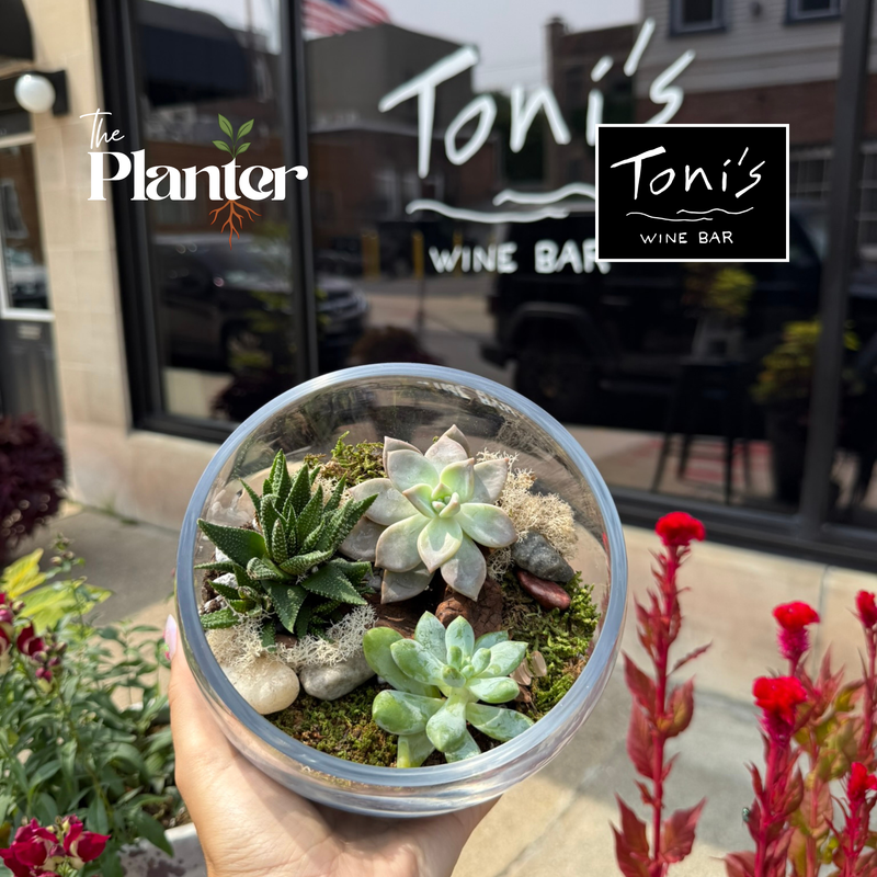 Fall Plant & Sip: Succulent Terrarium Workshop | Toni's Wine Bar, Schenectady NY