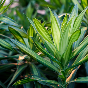 10" Hawaiian Sunshine (Dracaena Warneckii 'Hawaiian Sunshine')