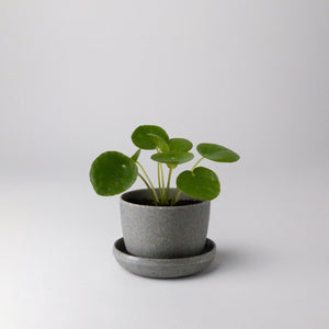 Kanso Designs - Wheat Husk Mini Planter Pot