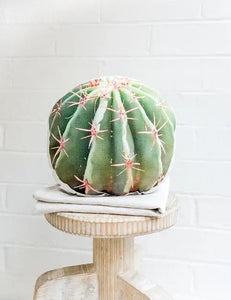 AURE - Barrel Cactus Linen Throw Pillow