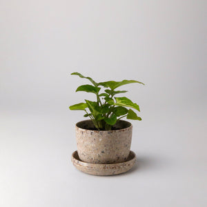 Kanso Designs - Coffee Bean Husk Mini Planter Pot
