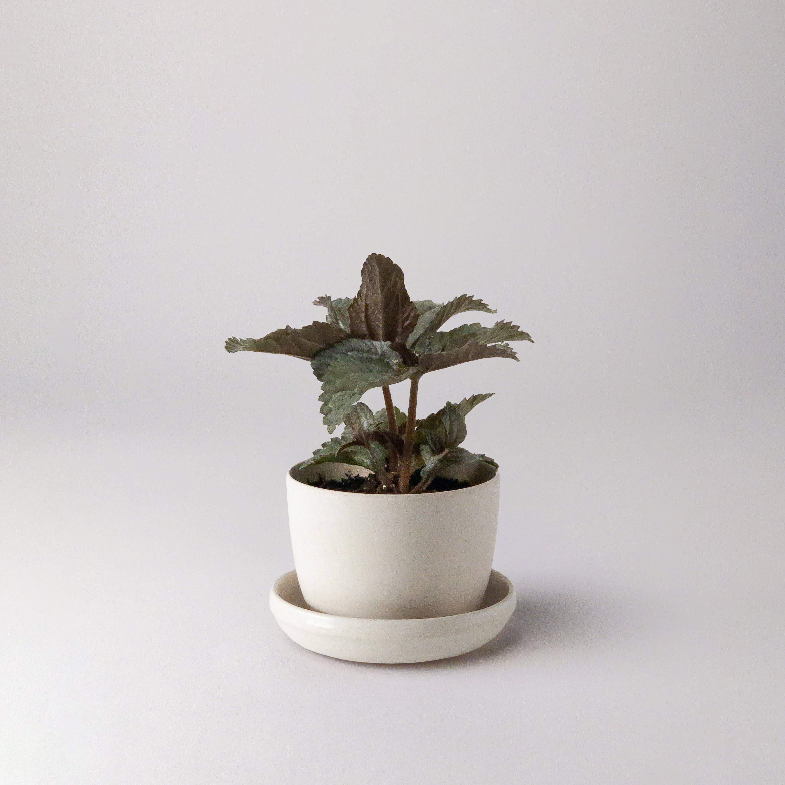 Kanso Designs - Bamboo Fibre Mini Planter Pot (White)
